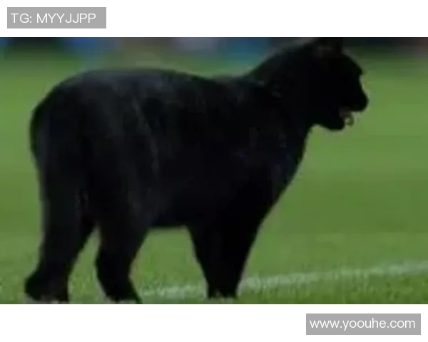 喵星足球明星的神秘身份揭晓背后的故事与成就